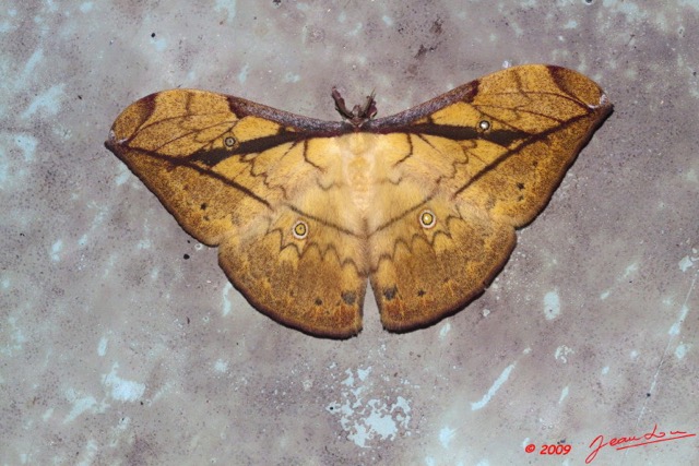 096 Lepidoptera Live Heterocera Saturnidae Pselaphelia aurata 9E50IMG_31871wtmk.jpg