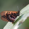 007 Lepidoptere Live Acraea sp 9E5K2IMG_55754wtmk.jpg