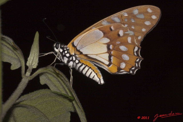 026 Lepidoptere Papilionidae Graphium angolanus a Kessala 11E50IMG_32506wtmk.jpg