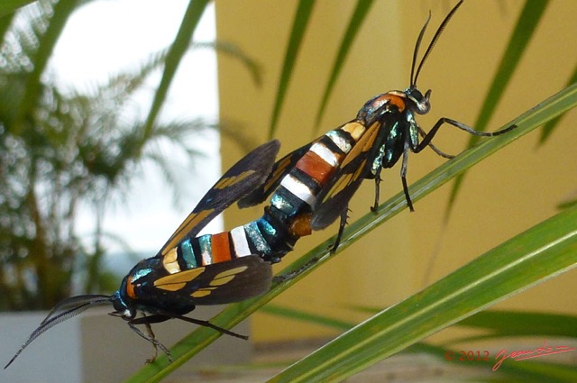 033 Lepidoptere Arctiidae Euchromia sp Accouplement P1030435awtmk.jpg