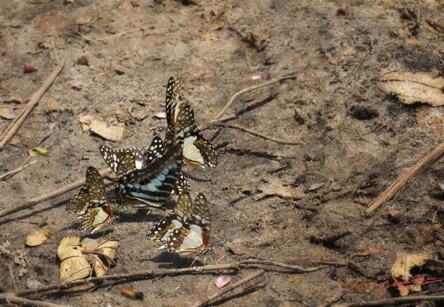 034 EDJANGOULOU Insecte Lepidoptere Papilionidae Graphium polycenes et angolanus Live 13E5K3IMG_90868wtmk.jpg