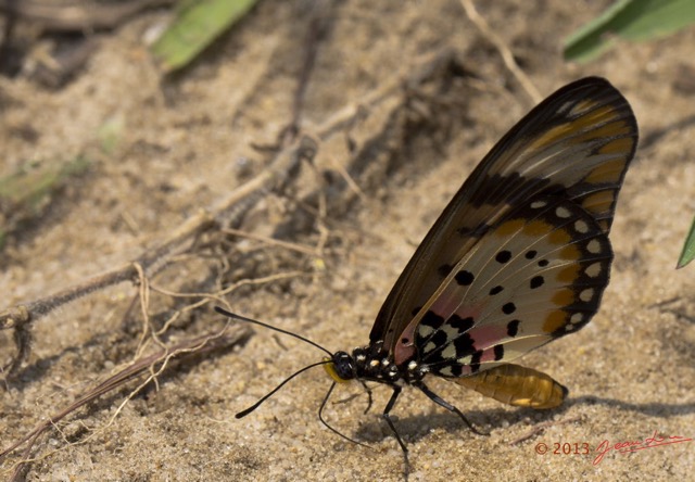 036 EDJANGOULOU Insecte Lepidoptera Nymphalidae Heliconiinae Acraea sp Live 13E5K3IMG_90882wtmk.jpg