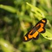 037 EDJANGOULOU Insecte Lepidoptera Nymphalidae Heliconiinae Acraea bonasia Live 13E5K3IMG_91148wtmk.jpg