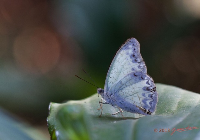 038 EDJANGOULOU Insecte Lepidoptere Nymphalidae Cymothoe caenis Live 13E50IMG_32898wtmk.jpg