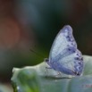 038 EDJANGOULOU Insecte Lepidoptere Nymphalidae Cymothoe caenis Live 13E50IMG_32898wtmk.jpg