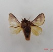 008 Heterocera (FV) Limacodidae m IMG_4564WTMK.jpg