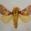 019 Heterocera (FD) Limacodidae m 7IMG_5699WTMK.jpg
