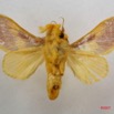 020 Heterocera (FV) Limacodidae m 7IMG_5700WTMK.jpg