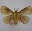 037 Heterocera (FD) Limacodidae m 7IMG_7257WTMK.jpg