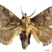 047 Heterocera 168d (FD) Limacodidae m 9E5K2IMG_54379wtmk.jpg