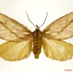 049 Heterocera 193a (FD) Limacodidae Hadraphe aprica Karsch 11E5K2IMG_66274wtmk.jpg