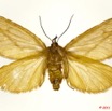 050 Heterocera 193a (FV) Limacodidae Hadraphe aprica Karsch 11E5K2IMG_66275wtmk.jpg