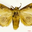051 Heterocera 194b (FD) Limacodidae Cosuma rugosa Walker 11E5K2IMG_68656wtmk.jpg