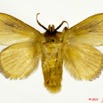 052 Heterocera 194b (FV) Limacodidae Cosuma rugosa Walker 11E5K2IMG_68657wtmk.jpg