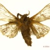 054 Heterocera 206c (FV) Limacodidae 14E5K3IMG_97281wtmk.jpg