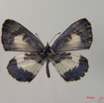 001 Lepidoptera (FD) Lycaenidae Azanus isis m IMG_2073WTMK.JPG