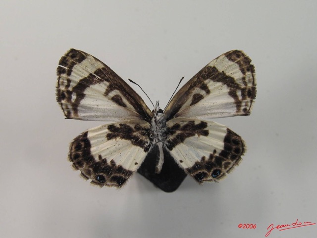 002 Lepidoptera (FV) Lycaenidae Azanus isis m IMG_2074WTMK.JPG