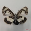 002 Lepidoptera (FV) Lycaenidae Azanus isis m IMG_2074WTMK.JPG