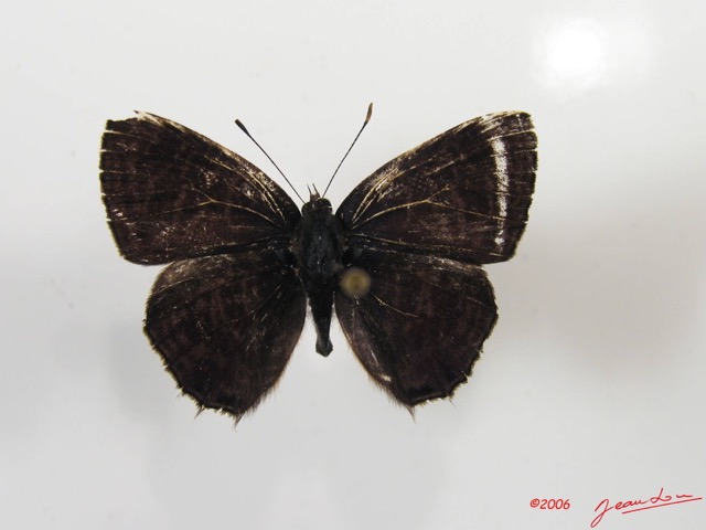 003 Lepidoptera (FD) Lycaenidae Anthene larydas IMG_2575WTMK.JPG