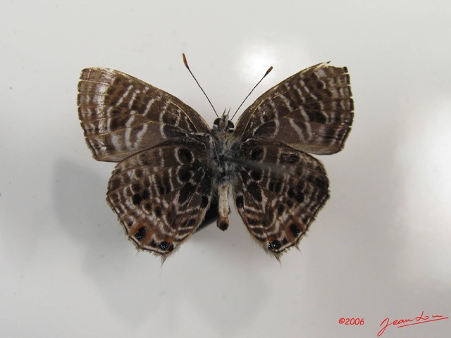 004 Lepidoptera (FV) Lycaenidae Anthene larydas IMG_2576WTMK.JPG
