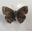 004 Lepidoptera (FV) Lycaenidae Anthene larydas IMG_2576WTMK.JPG