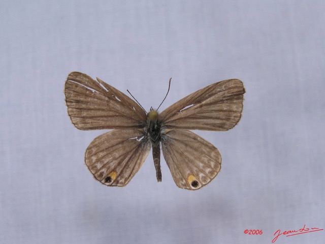 005 Lepidoptera (FD) Lycaenidae Euchrysops malathana IMG_3240WTMK.JPG