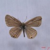 005 Lepidoptera (FD) Lycaenidae Euchrysops malathana IMG_3240WTMK.JPG