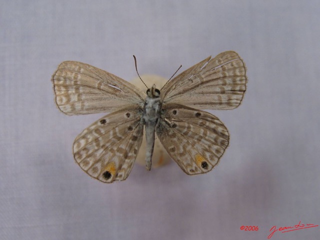 006 Lepidoptera (FV) Lycaenidae Euchrysops malathana IMG_3241WTMK.JPG