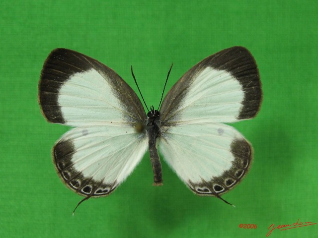 007 Lepidoptera (FD) Lycaenidae Oboronia punctatus IMG_3596WTMK.JPG