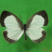 007 Lepidoptera (FD) Lycaenidae Oboronia punctatus IMG_3596WTMK.JPG