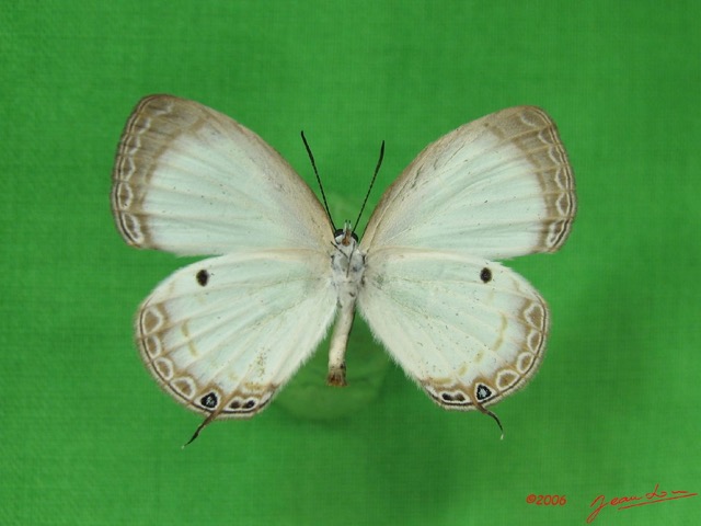 008 Lepidoptera (FV) Lycaenidae Oboronia punctatus IMG_3599WTMK.JPG