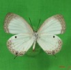 008 Lepidoptera (FV) Lycaenidae Oboronia punctatus IMG_3599WTMK.JPG