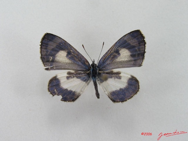 009 Lepidoptera 26 (FD) Lycaenidae Azanus isis IMG_4502WTMK.JPG
