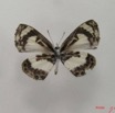 010 Lepidoptera 26 (FV) Lycaenidae Azanus isis IMG_4503WTMK.JPG