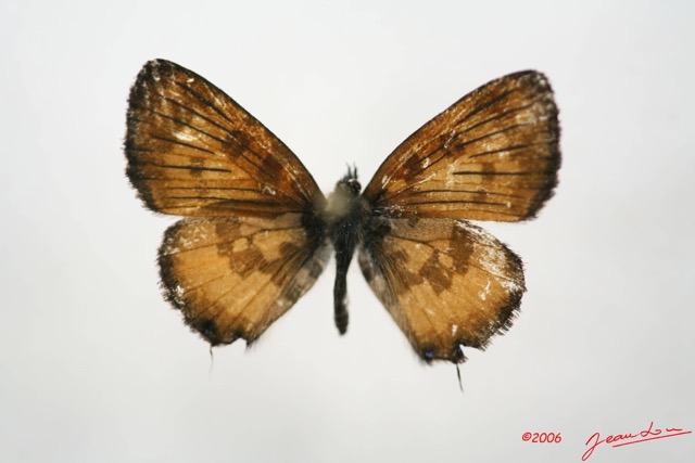 011 Lepidoptera (FD) Lycaenidae Uranothauma falkensteini IMG_1376WTMK.JPG