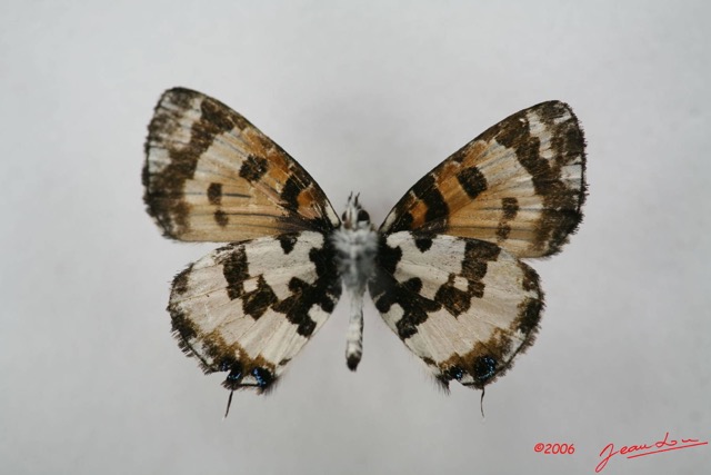 012 Lepidoptera (FV) Lycaenidae Uranothauma falkensteini IMG_1377WTMK.JPG