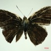 013 Lepidoptera (FD) Lycaenidae Anthene larydas m IMG_3287WTMK.JPG
