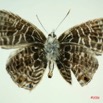 014 Lepidoptera (FV) Lycaenidae Anthene larydas m IMG_3290WTMK.JPG