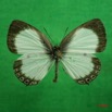 015 Lepidoptera (FD) Lycaenidae Oboronia punctatus IMG_3037WTMK.JPG