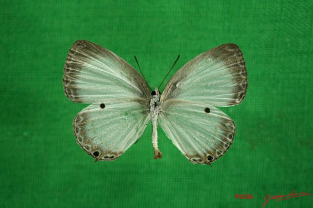 016 Lepidoptera (FV) Lycaenidae Oboronia punctatus IMG_3040WTMK.JPG