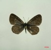 017 Lepidoptera (FD) Lycaenidae Zizeeria knysna m IMG_3021WTMK.JPG