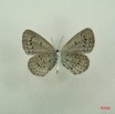 018 Lepidoptera (FV) Lycaenidae Zizeeria knysna m IMG_3022WTMK.JPG