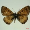 019 Lepidoptera (FD) Lycaenidae Uranothauma falkensteini m IMG_3301WTMK.JPG