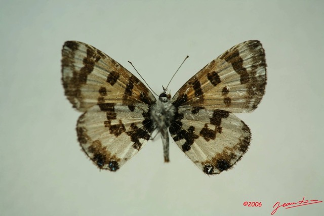 020 Lepidoptera (FV) Lycaenidae Uranothauma falkensteini m IMG_3302WTMK.JPG