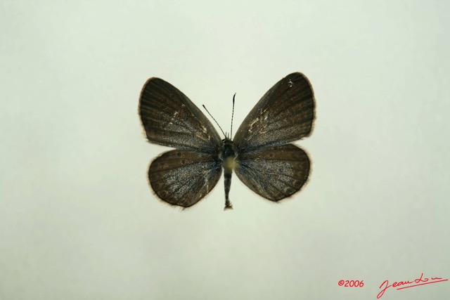 021 Lepidoptera (FD) Lycaenidae Zizeeria knysna f IMG_3027WTMK.JPG
