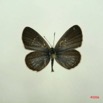021 Lepidoptera (FD) Lycaenidae Zizeeria knysna f IMG_3027WTMK.JPG
