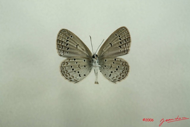 022 Lepidoptera (FV) Lycaenidae Zizeeria knysna f IMG_3028WTMK.JPG