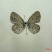 022 Lepidoptera (FV) Lycaenidae Zizeeria knysna f IMG_3028WTMK.JPG