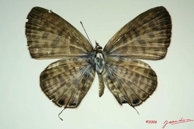 023 Lepidoptera (FD) Lycaenidae Leptotes pirithous m IMG_3307WTMK.JPG