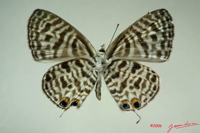 024 Lepidoptera (FV) Lycaenidae Leptotes pirithous m IMG_3308WTMK.JPG
